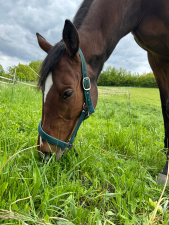 Closeup shot of Chestnut saddle horse grazing on a pastureの写真素材