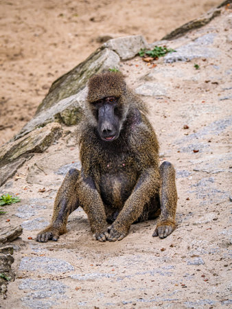 A lone baboon is seated on a rocky ground, displaying natural expressions and postureの写真素材