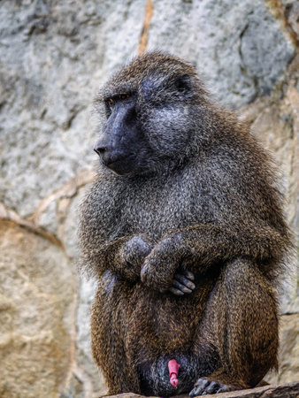 A portrait of a calm baboon resting in front of a rocky surfacの写真素材