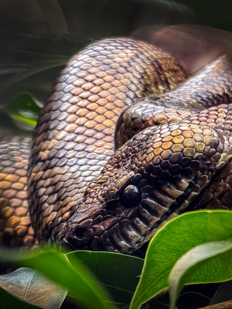 A detailed image a madagascar tree boa coiled amidst green foliage, highlighting its textured scales...