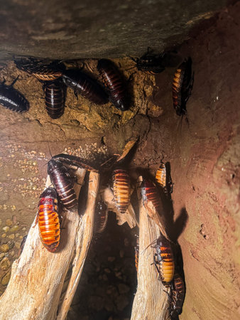 Detailed image of Madagascar hissing cockroaches in their naturalistic wooden setup, showcasing...