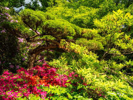 A picturesque Japanese garden featuring a beautifully pruned tree and colorful flowers, creating a tranquil and inspiring landscape under bright sunlightの写真素材