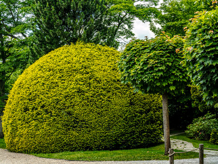 Lush green trees and a manicured yellow hedge create a peaceful garden atmosphere with a gravel path leading through the sceneの写真素材