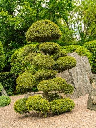 Ornamental garden with precisely trimmed greenery, arranged rocks, and a peaceful, lush surrounding creating a calming and artistic visualの写真素材