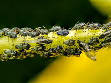 Closeup of garden plant infected by a colony of aphids