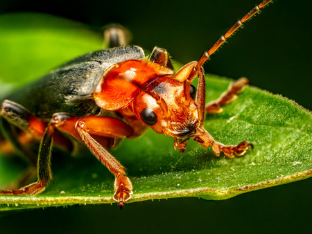Close-Up shot of a Pale Soldier Beetle resting on a Green Leaf