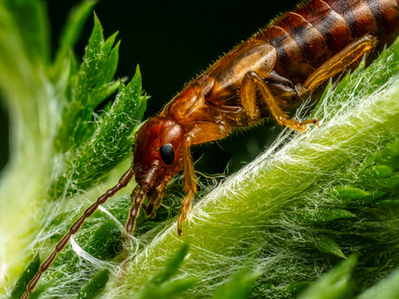 Detailed macro shot showing an earwig insect perched on a vibrant green leaf surface.