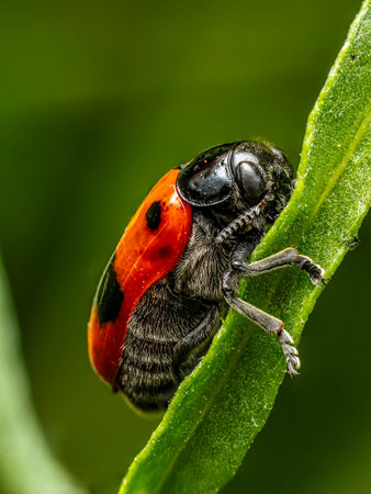 Macro shot of ant bag beetle sitting on a plant stemの写真素材