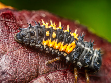 Closeup shot of ladybug larva against a vibrant textured backgroundの写真素材