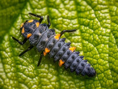 Closeup shot of ladybug larva on a green leaf shot from above