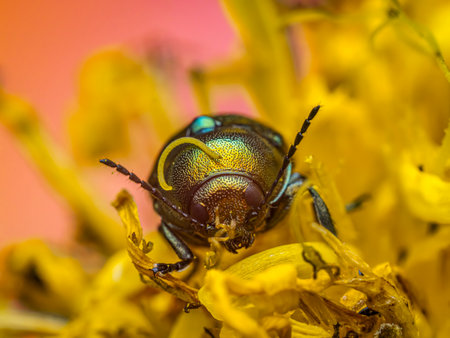 Detailed macro view of a Copper Chafer beetle sitting amidst bright yellow floral petalsの写真素材
