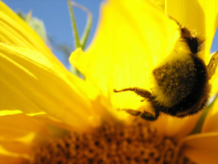 Insect on the Sunflower