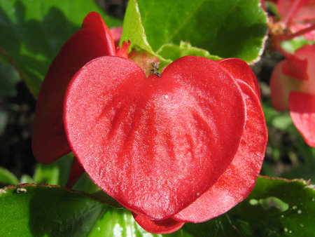 Heart flowerの写真素材