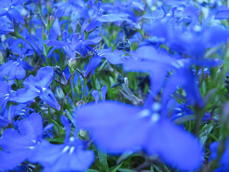 Immersing into deep blue blossomの写真素材
