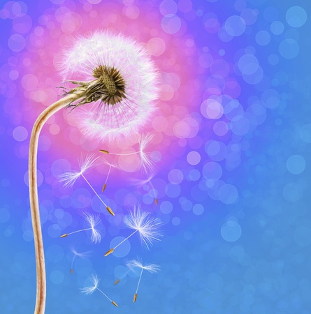 Dandelion on the long stem at sunrise, on defocused backgroundの写真素材