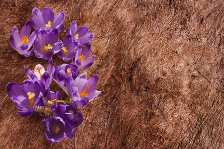 Crocuses on the withered grass in the sunlight  Copy space on the rightの写真素材