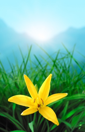 Spring flower in grass with mountain range and sunlight at backgroundの写真素材