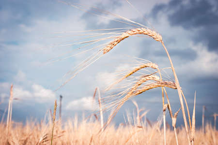 Cereal on field with blurred clouds at backgroundの写真素材
