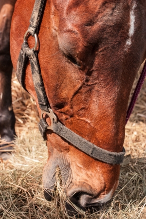 Horse in stable eating hayの写真素材