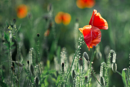 Poppies in the fieldの写真素材