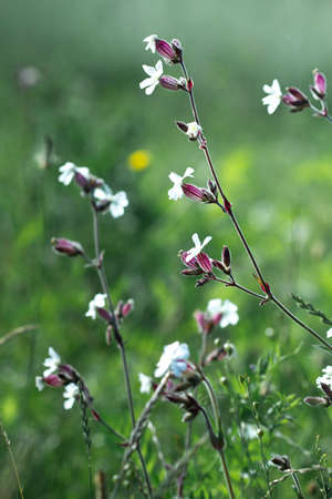 Wild flowers in the fieldの写真素材