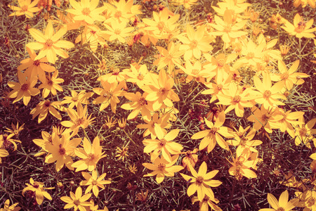 Closeup of the flowers at sunny dayの写真素材