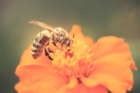 Closeup of honey bee on a flowerの写真素材