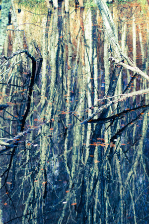 Background of autumn trees reflected in the water