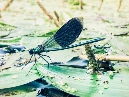 Dragonfly on a leafの素材
