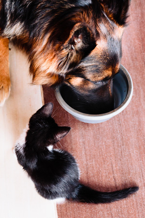 Little cat looking for company with big dog at one bowl of foodの写真素材