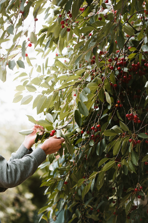 Young man picking cherry berries from treeの写真素材