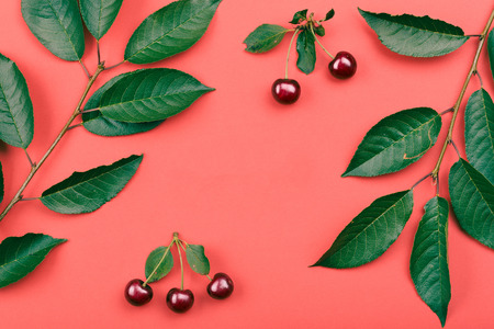 Leaves, berries of cherry tree on red background. Minimal style. Copy space room for textの写真素材