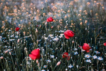 Poppies flowers and other plants in the field. Flowery meadow flooded by sunlight in the summerの写真素材
