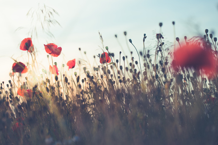 Poppies flowers and other plants in the field. Flowery meadow flooded by sunlight in the summerの写真素材