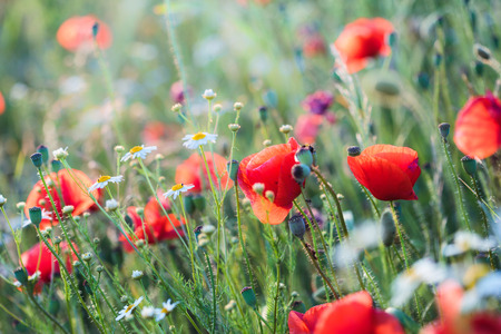 Poppies flowers and other plants in the field. Flowery meadow flooded by sunlight in the summerの写真素材