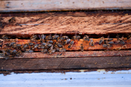 Bees sitting on frames of honeycombs