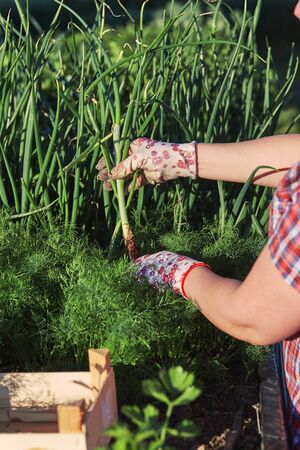 Woman working in a home garden in the backyard, picking the vegetables and put to wooden box. Candid people, real moments, authentic situationsの写真素材