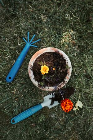 Gardener replanting a plant into a new pot. Top view of pot with flower. Using tools rake and shovel. Real people, authentic situationsの写真素材