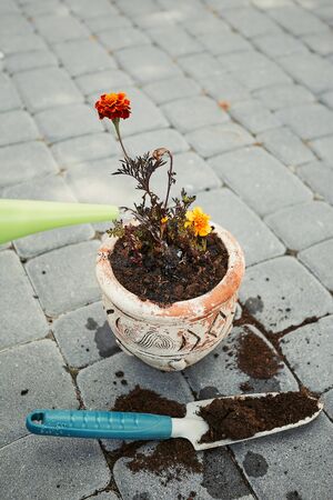 Replanting plant into a new pot. Watering replanted flower. Using tools rake and shovel. Real people, authentic situationsの写真素材