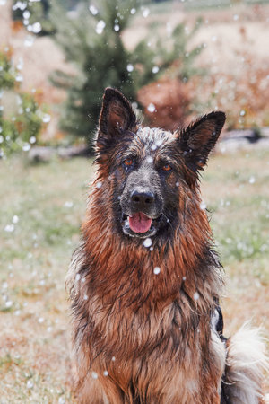 Thirsty dog enjoying sprayed water. Dog chilling himself playing with water while hot summer day in...