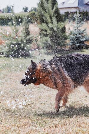 Thirsty dog drinking sprayed water. Dog chilling himself playing with water while hot summer day in a garden. Real moments, authentic situationsの写真素材