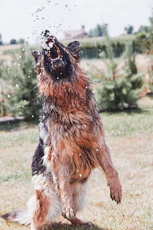 Thirsty dog drinking sprayed water. Dog chilling himself playing with water while hot summer day in a garden. Real moments, authentic situationsの写真素材
