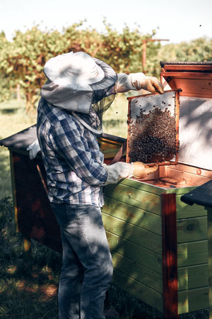 Beekeeper working in apiary. Drawing out the honeycomb from the hive with bees and honey on comb....