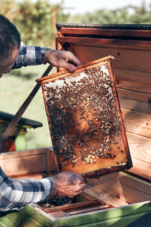 Beekeeper working in apiary. Drawing out the honeycomb from the hive with bees and honey on comb....