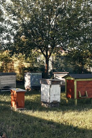 Apiary with couple hives in a orchard in the countryside. Authentic situationsの写真素材