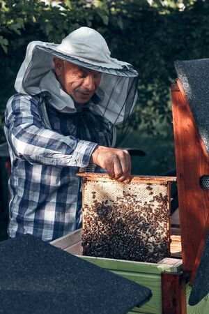 Beekeeper working in apiary. Drawing out the honeycomb from the hive with bees and honey on comb. Real people, authentic situationsの写真素材