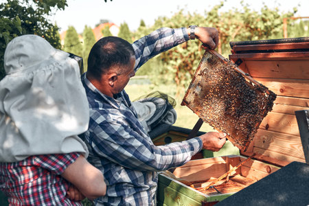 Beekeeper working in apiary. Drawing out the honeycomb from the hive with bees and honey on comb....