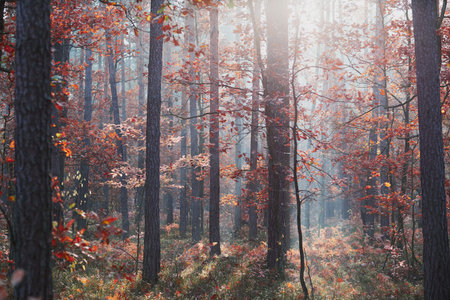 Forest in autumn season. Colorful foliage on trees lit by morning sunlight. Natural nature forest landscape in autumn warm sunlight dayの写真素材