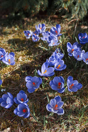 Crocuses wildflowers blooming at the beginning of spring awakening of springの写真素材