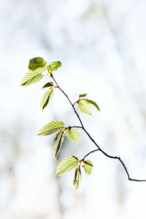 Blurred green leaves background. Spring fresh foliage. Spring themeの写真素材